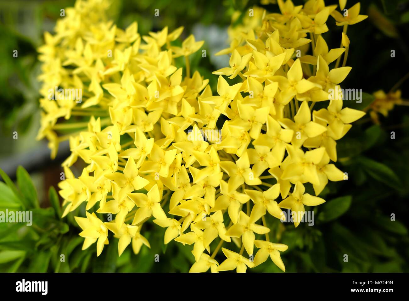 Yellow Ixora Flower. Stock Photo
