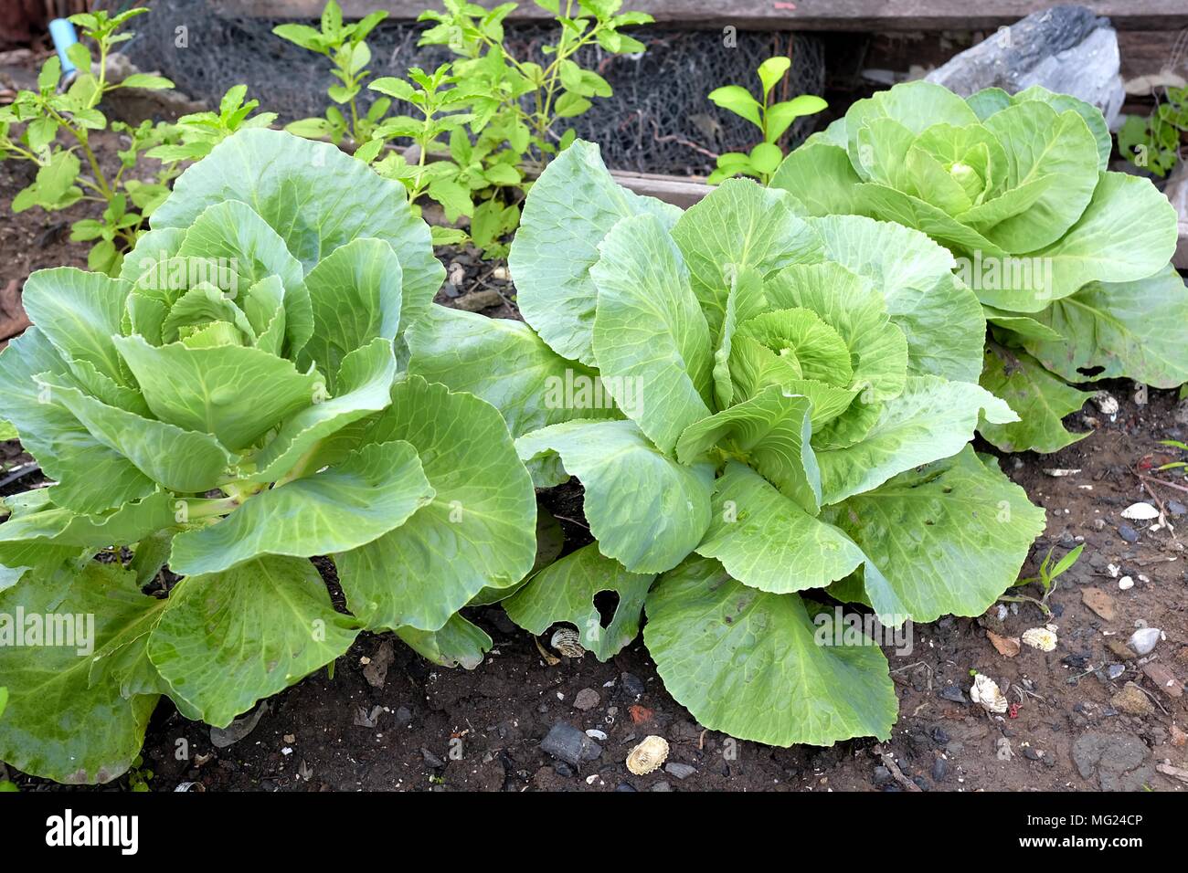 Chinese Kale Vegetable in Garden Stock Photo Alamy