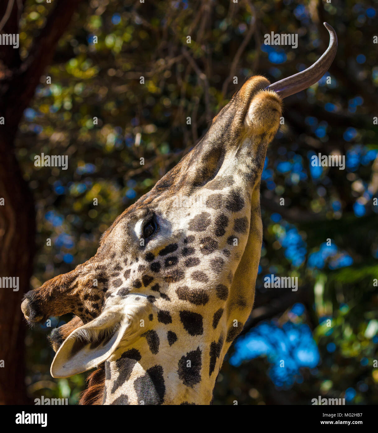 long giraffe tongue Stock Photo