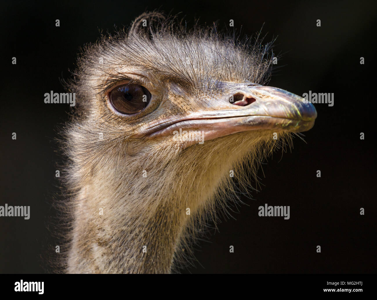 common ostrich Stock Photo