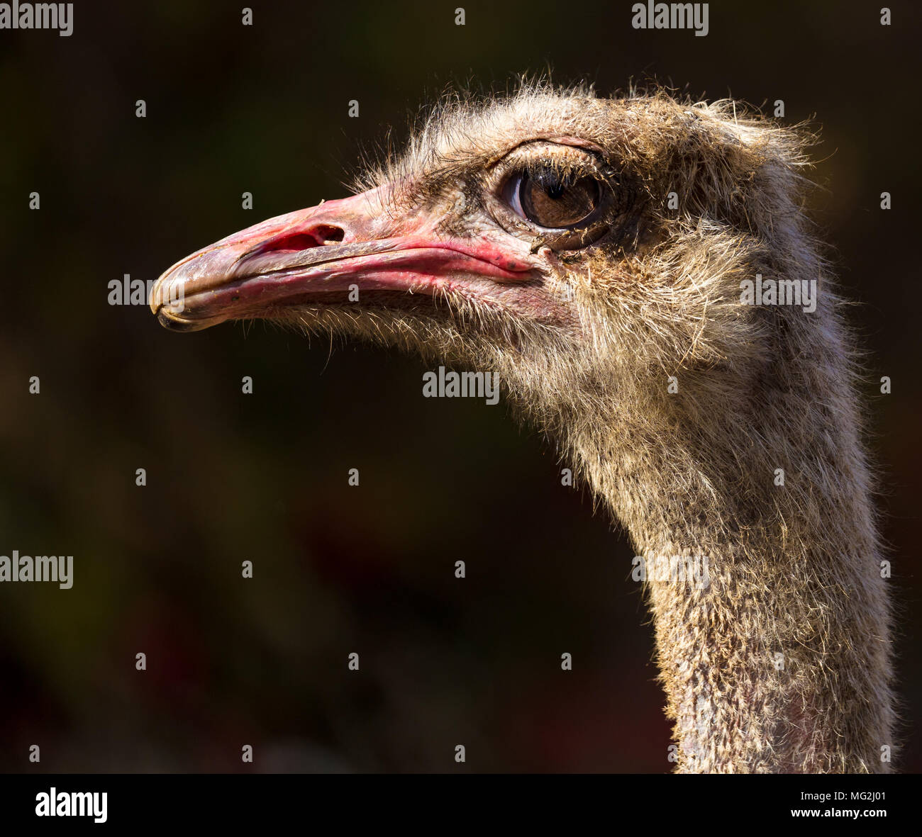 ostrich glare Stock Photo