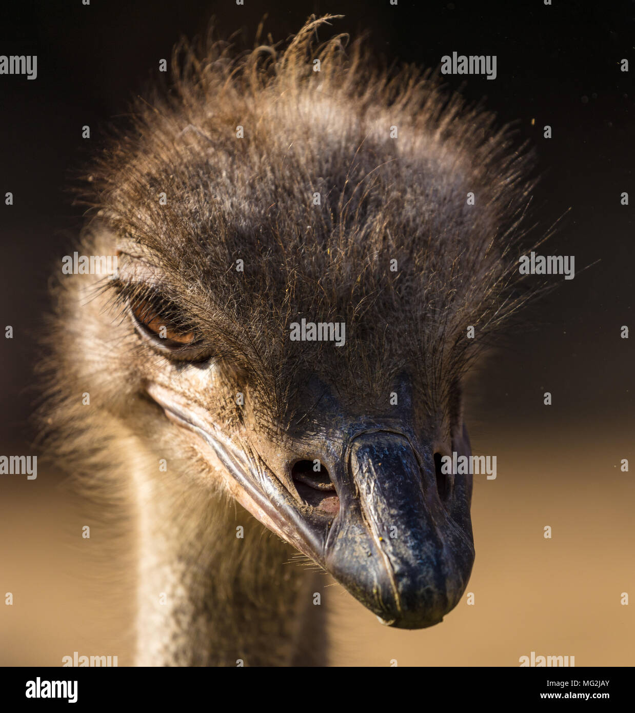Ostrich portrait Stock Photo