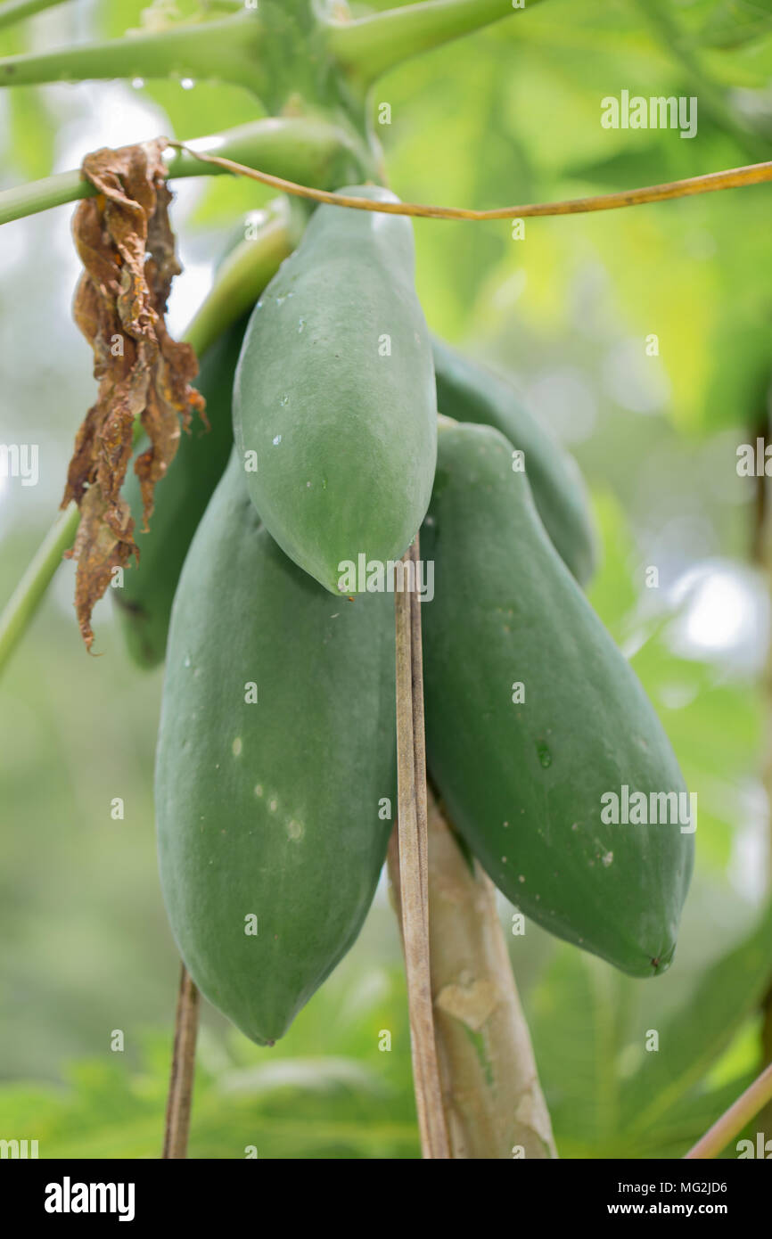 Papaya pawpaw tropical fruit tree hires stock photography and images Alamy