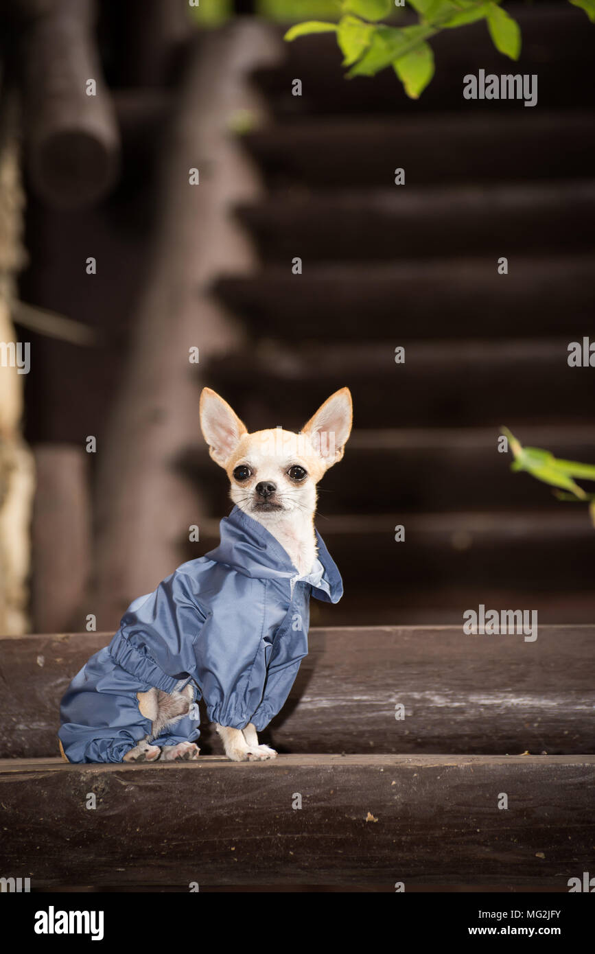 Little dog in clothes for a walk Stock Photo