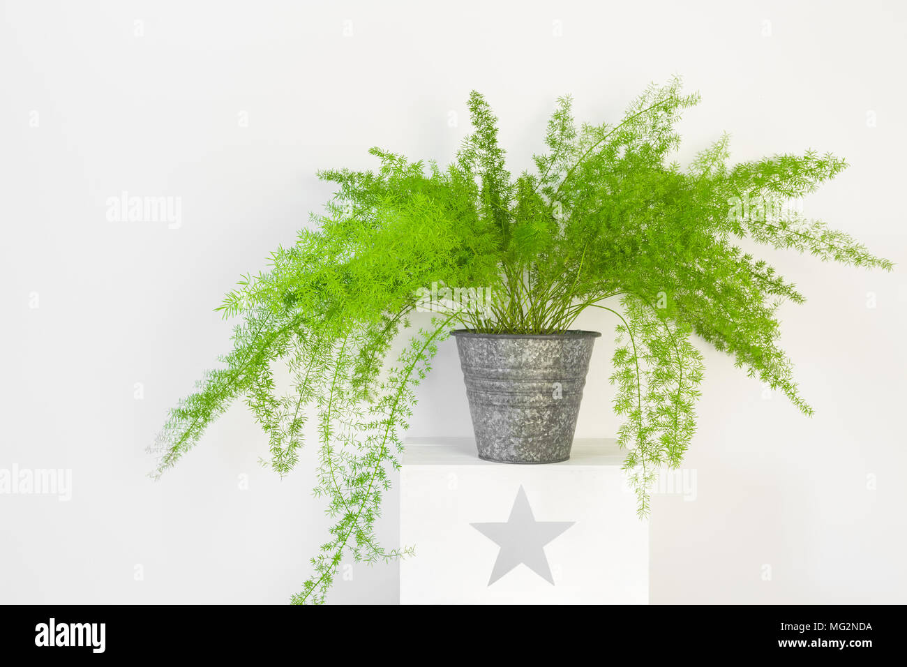 Asparagus fern hires stock photography and images Alamy