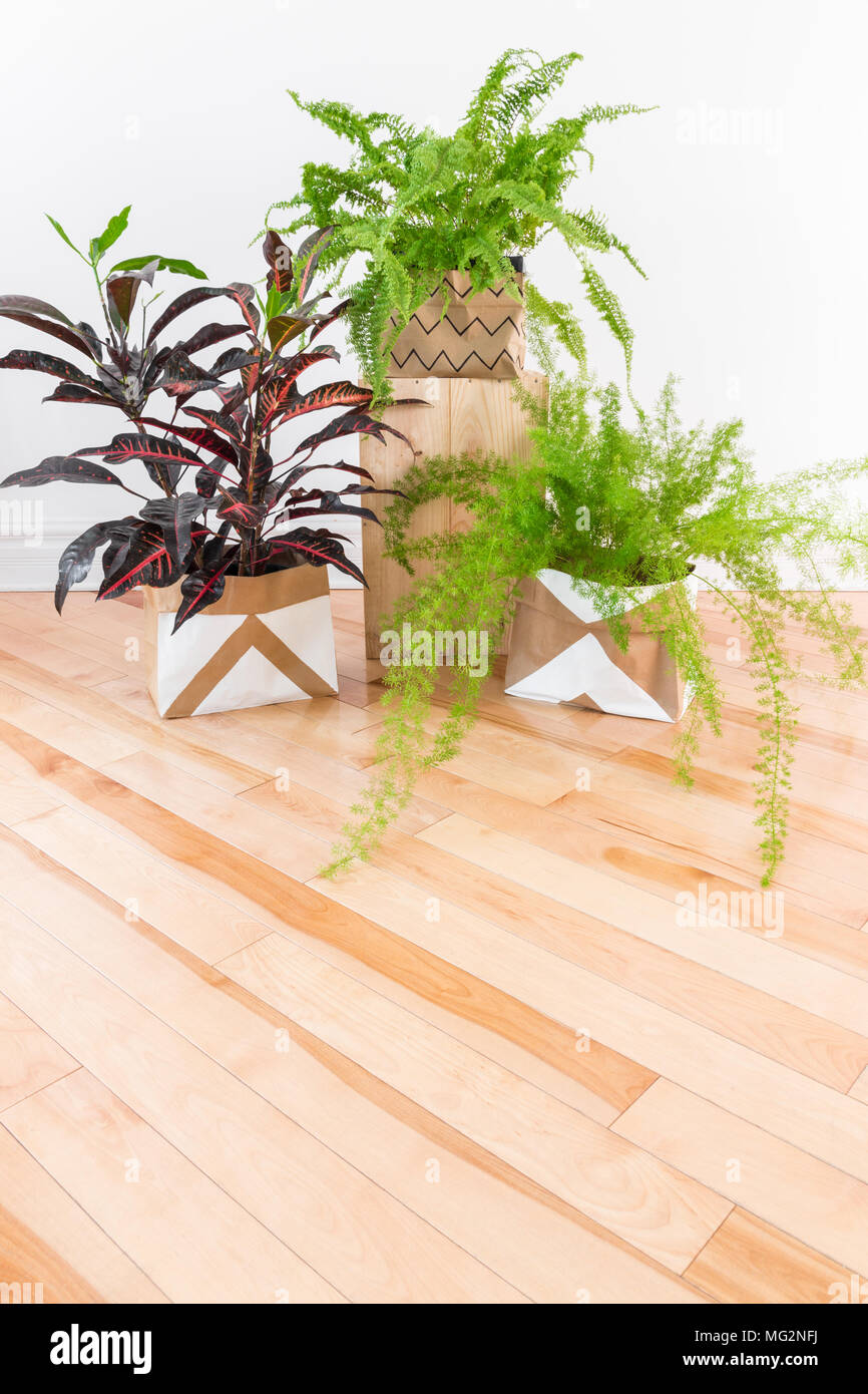 Wall fern gardening hi-res stock photography and images - Alamy