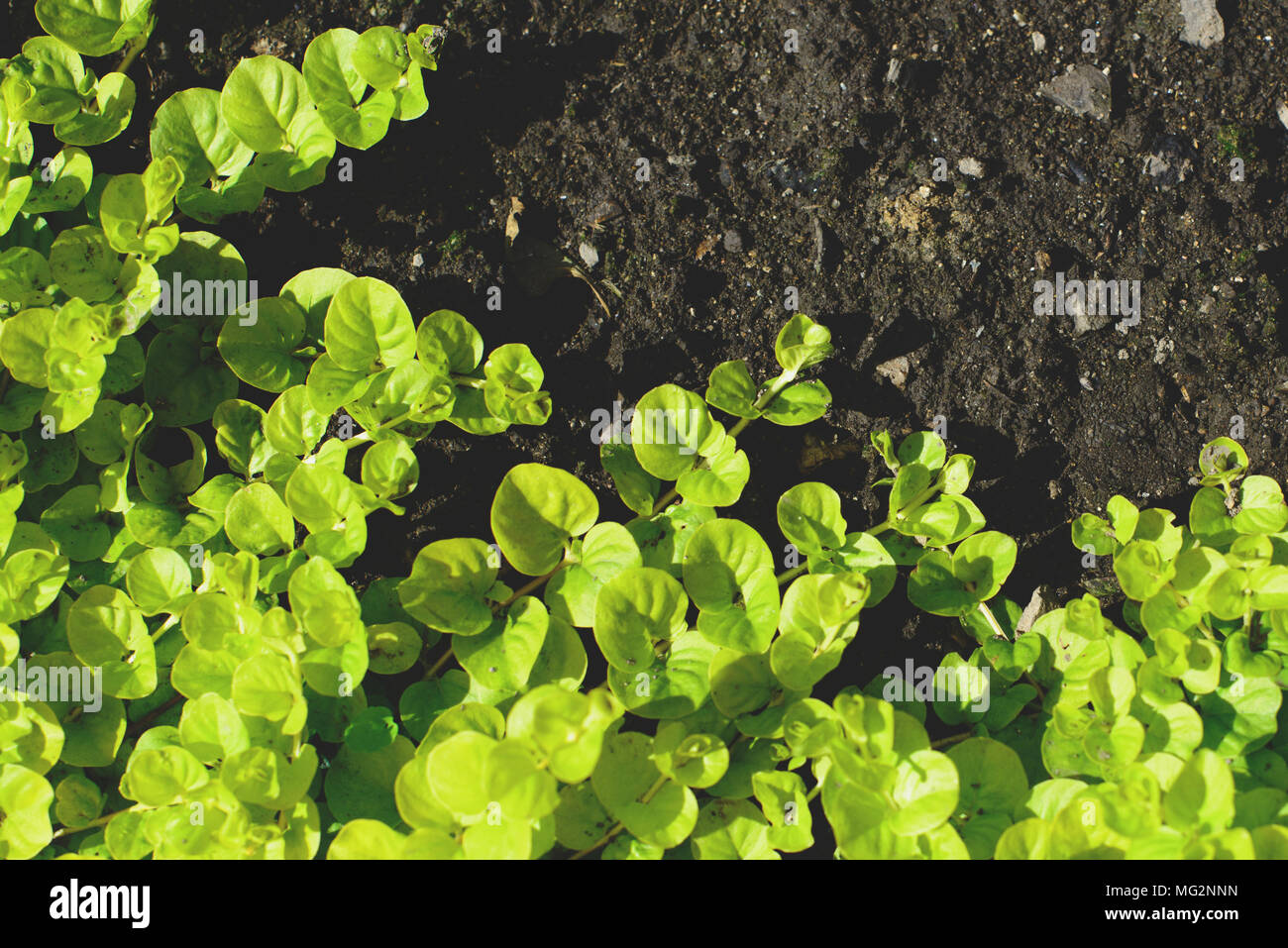 Ground earth grass hi-res stock photography and images - Alamy