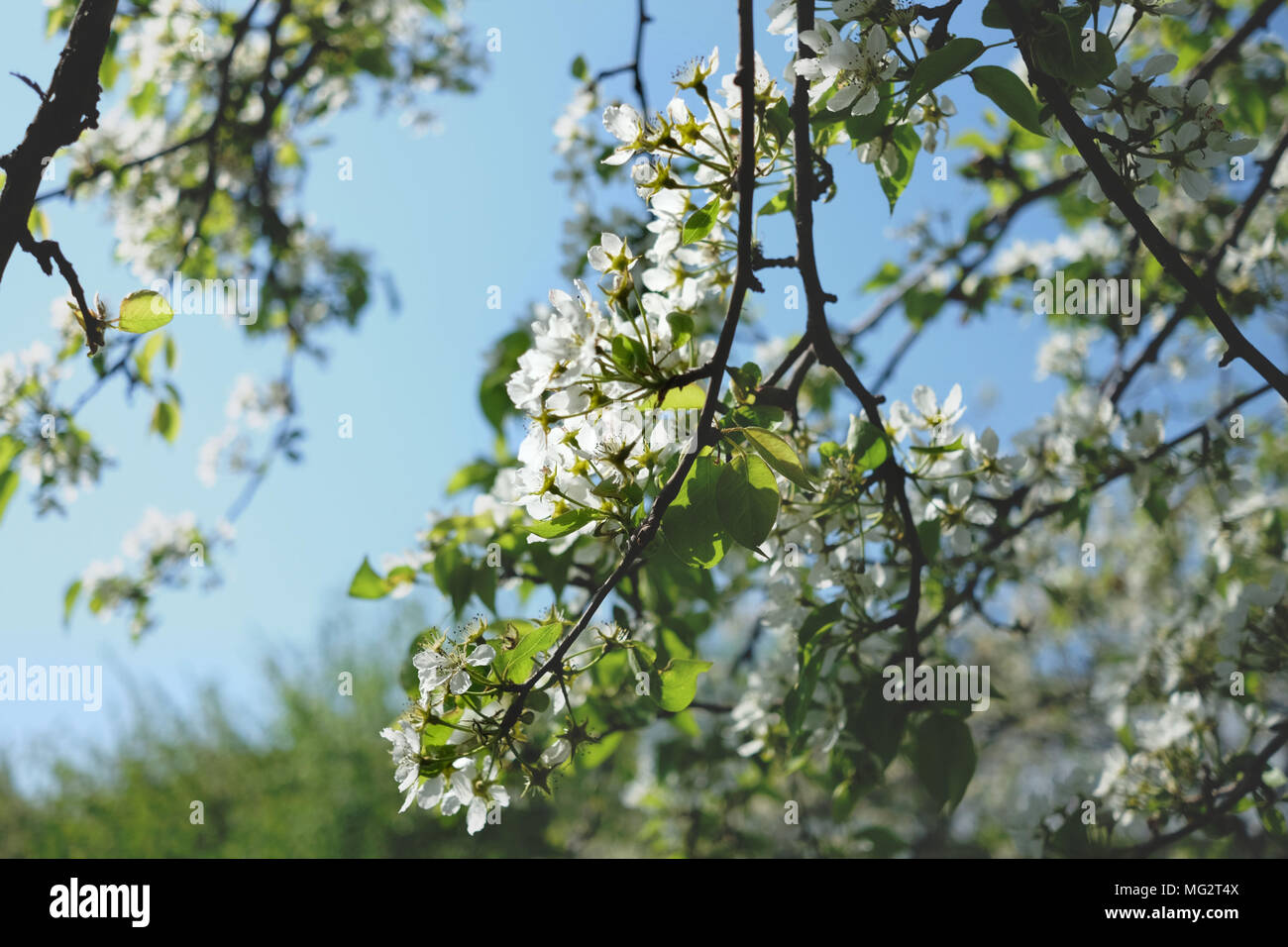 Blossoming tree branch with white flowers in a background of blue sky. Stock Photo