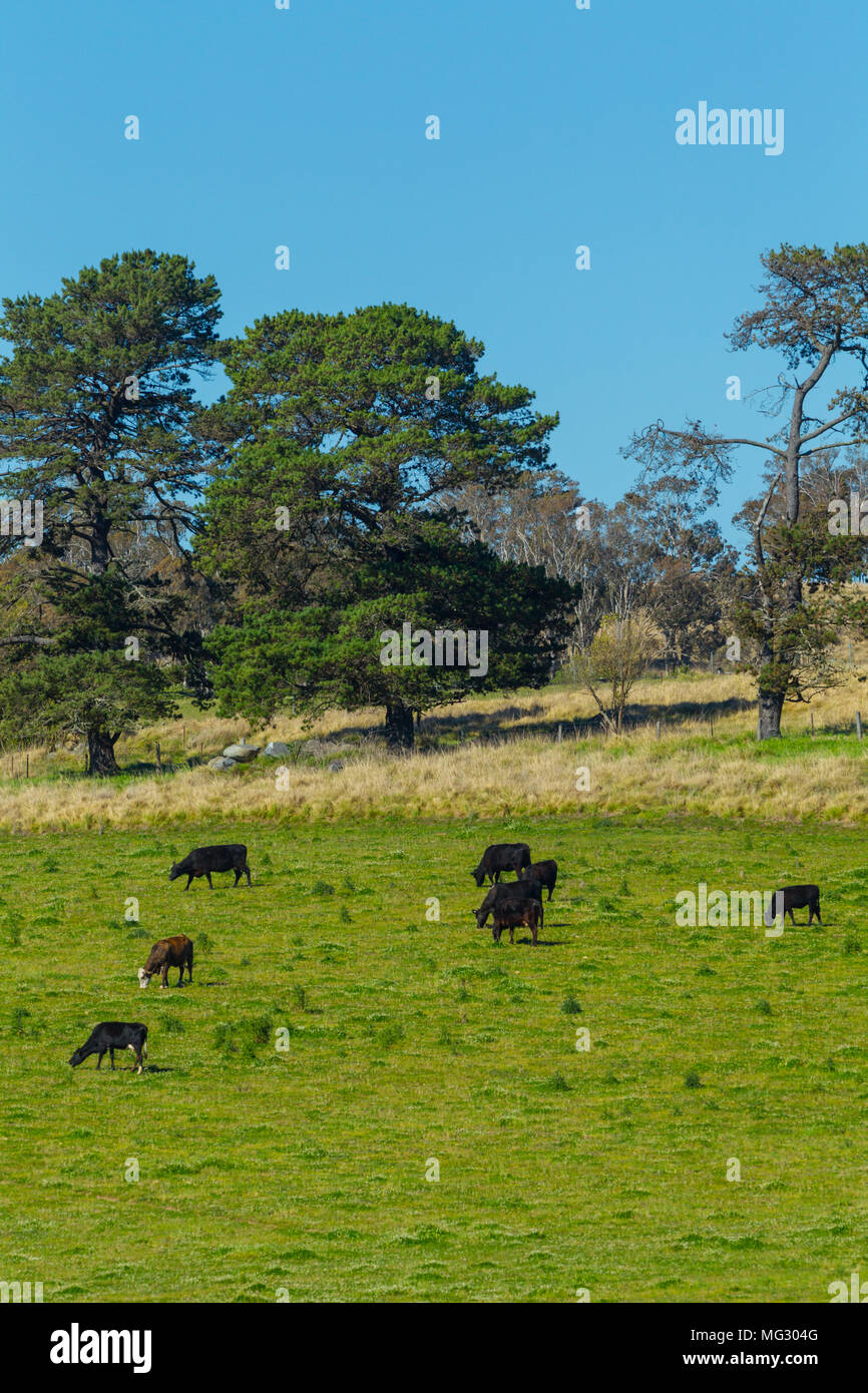 Rural farming land along Mount Lindesay Road on the outskirts of the