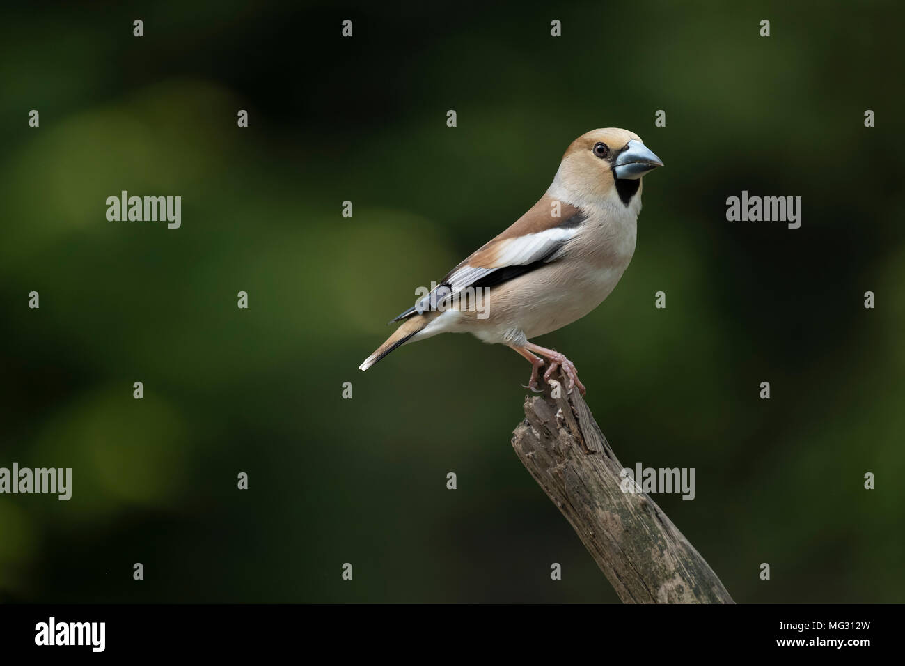 Hawfinch, Coccothraustes coccothraustes, single bird on branch, Stock Photo