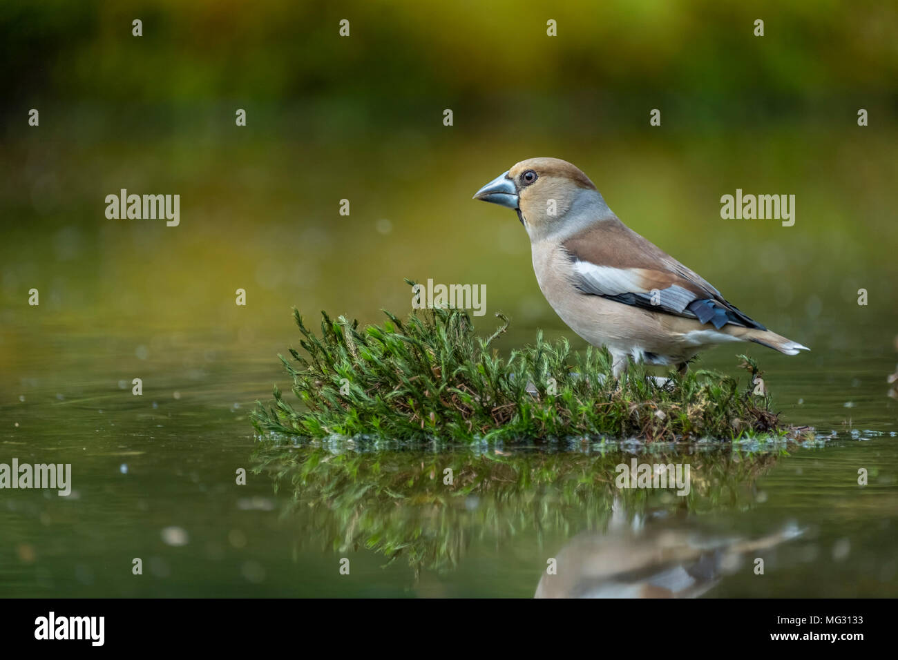 Hawfinch, Coccothraustes coccothraustes, single bird stands in the moss Stock Photo