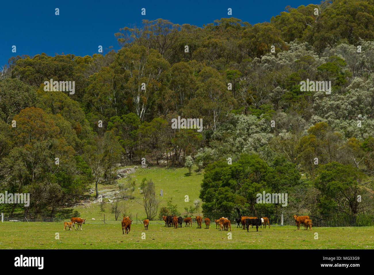 Northern tablelands region of nsw hires stock photography and images