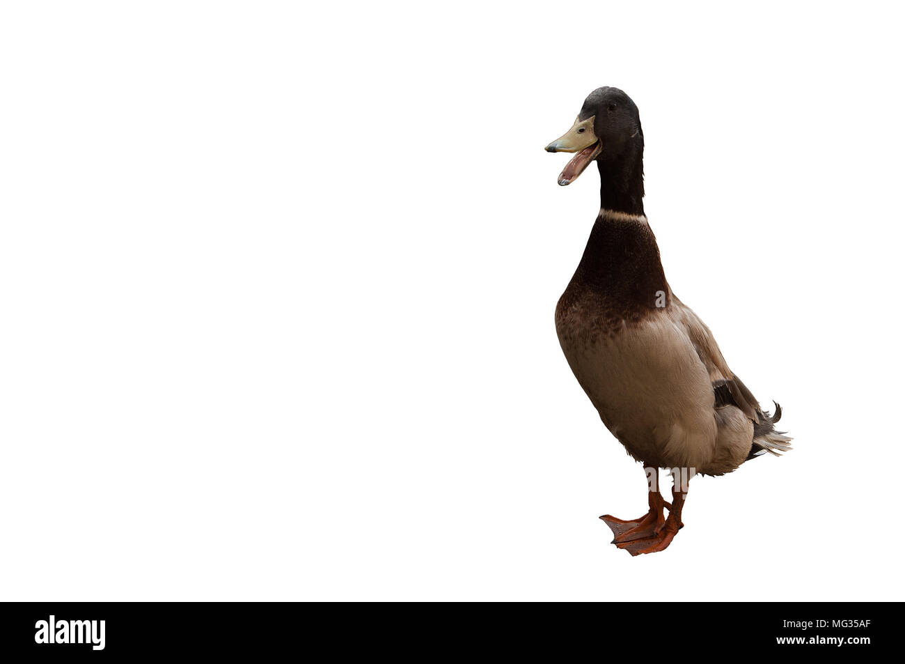 Duck is an Indian slider (Indian Runner). Drake isolated on white background Stock Photo