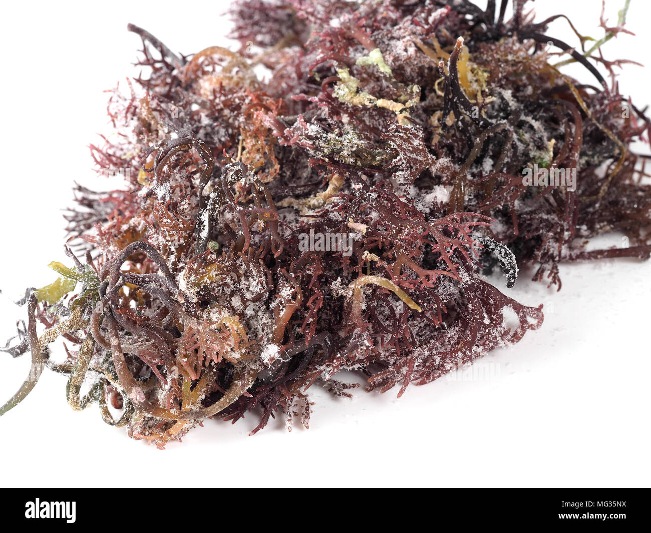 Gigartina Pistillata  Edible red seaweed in the family Gigartina. Binomial name: Gigartina Pistillata. Stock Photo