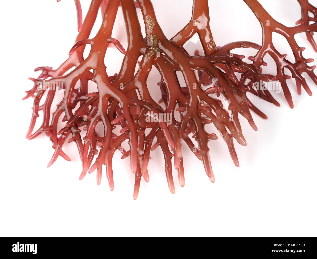 Gigartina Pistillata Edible red seaweed in the family Gigartina