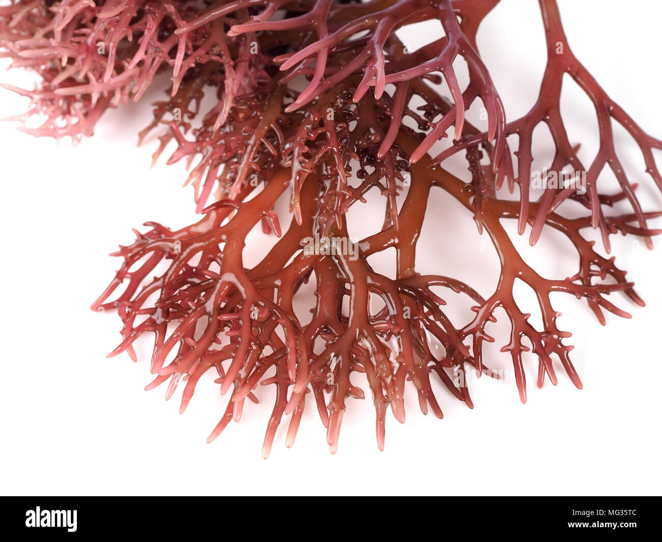 Gigartina Pistillata  Edible red seaweed in the family Gigartina. Binomial name: Gigartina Pistillata. Stock Photo