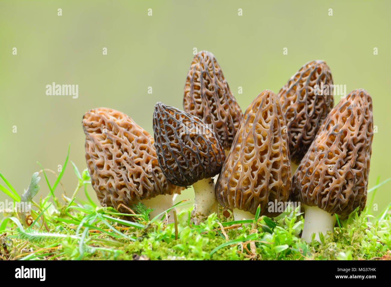 Big group of six nice and healthy specimen of Black Morel or Morchella conica mushrooms in a moss against blured, green background with copy space Stock Photo