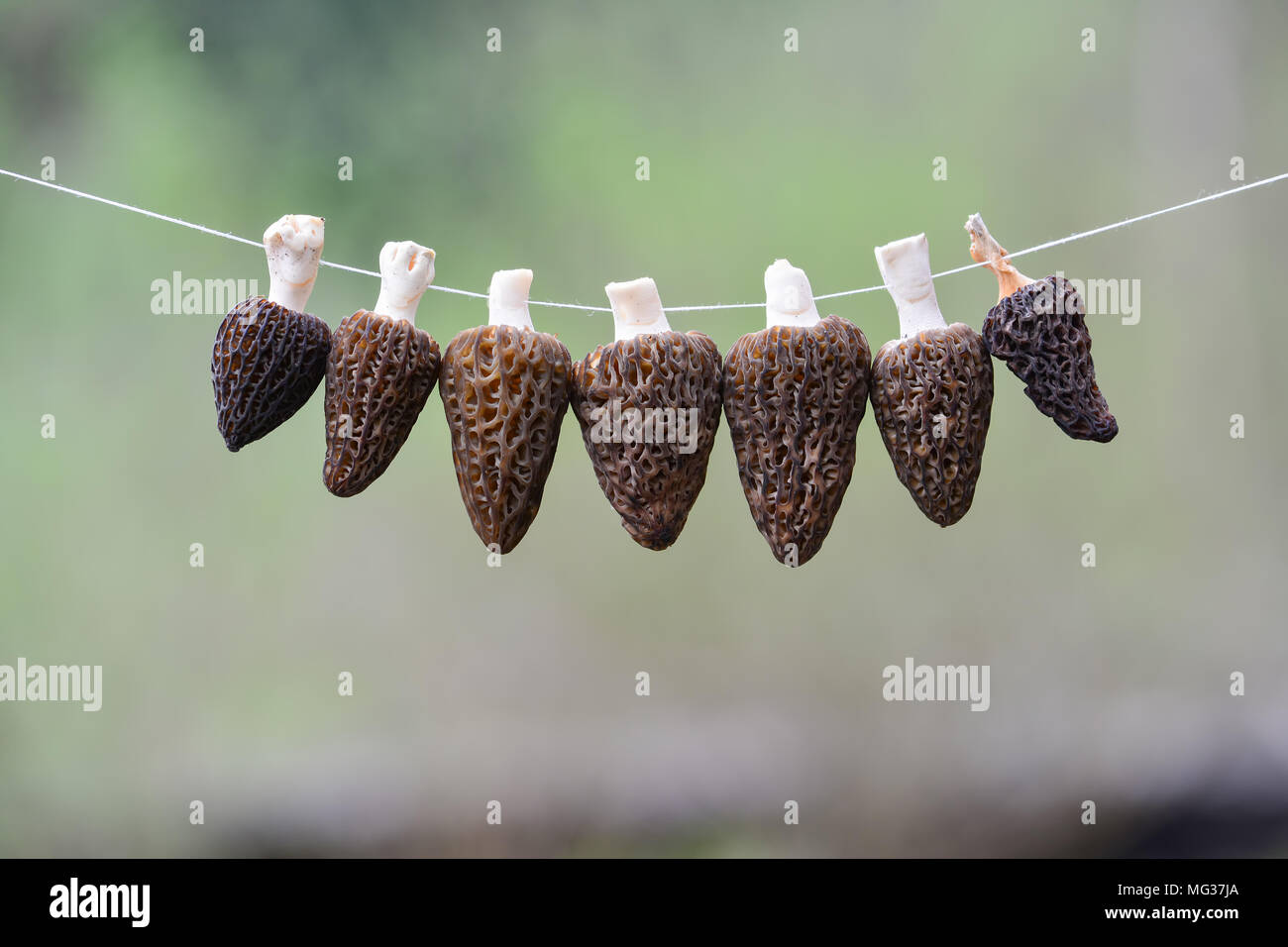 Morels in process of drying on strong, white string against blurred green background with copy space Stock Photo