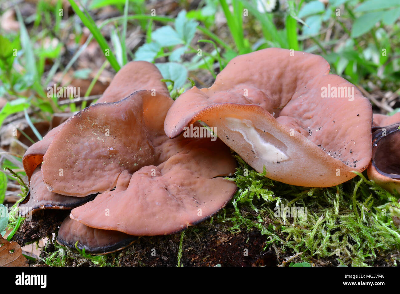 Disciotis venosa, commonly known as the bleach cup, veiny cup fungus, or the cup morel, considered edible spring mushroom in natural habitat Stock Photo