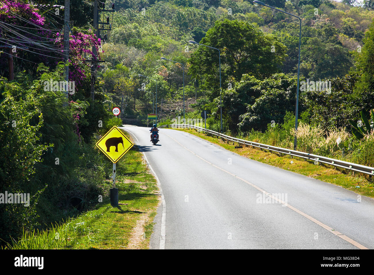 The traffic sign warning about elephant on a roadside at Phuket, Thailand. Stock Photo