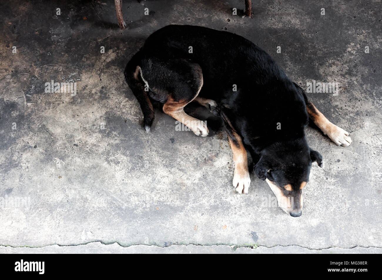 Beagle dog on top hi res stock photography and images Alamy Beagle dog on top hi res stock photography and images Alamy