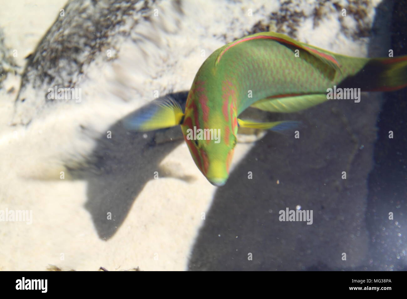 Juvenile Green Moon Wrasse in Rockpool (Thalassoma Lutescens) Stock Photo