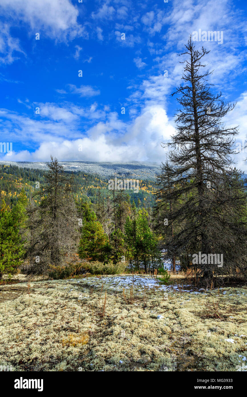 Jackman Stock Photos & Jackman Stock Images Alamy