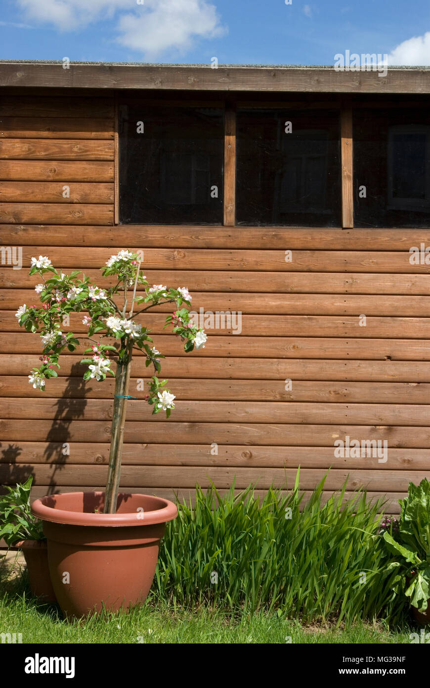 Patio Apple Tree Stock Photo Alamy