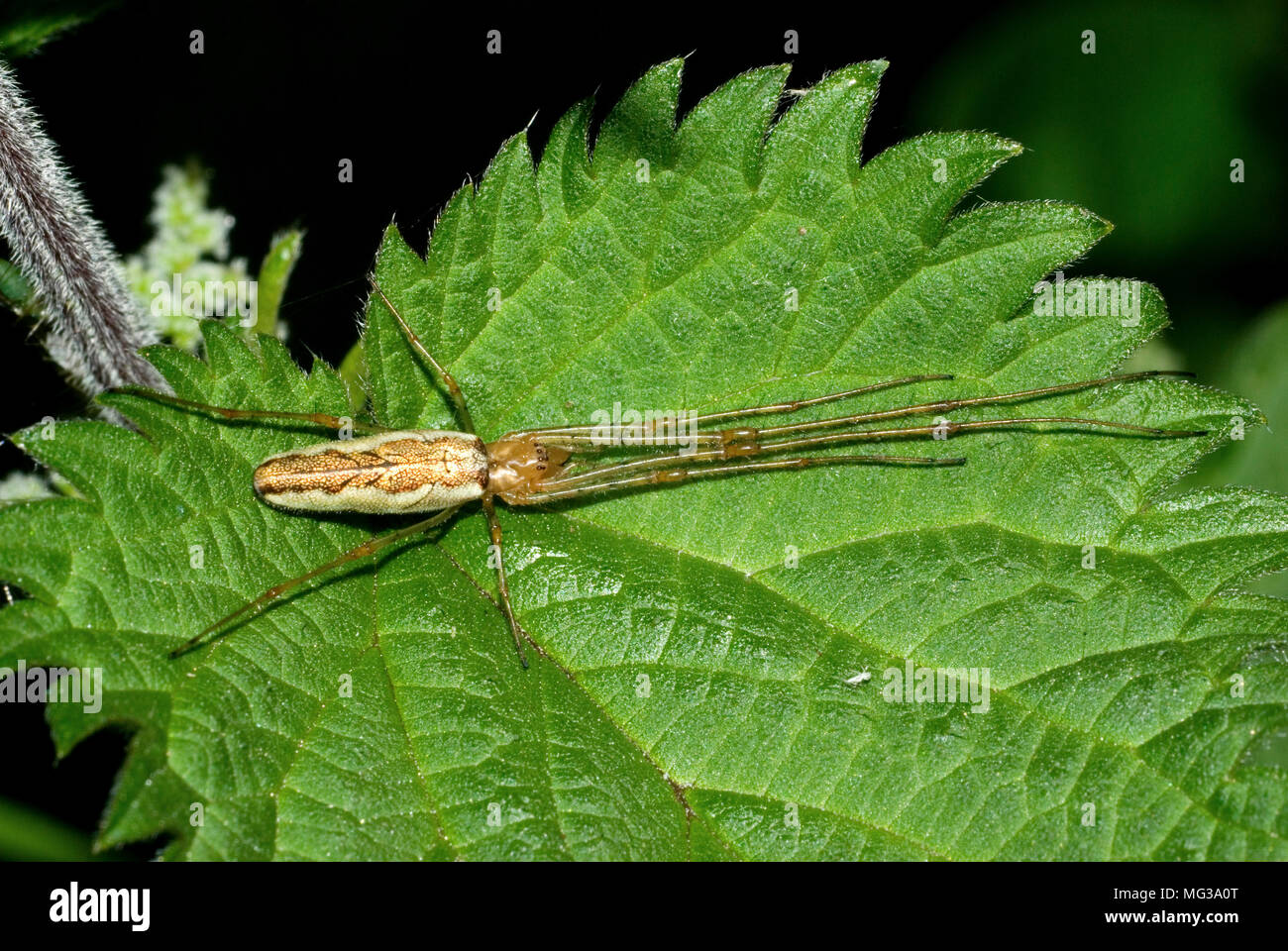Long jawed spider Stock Photo