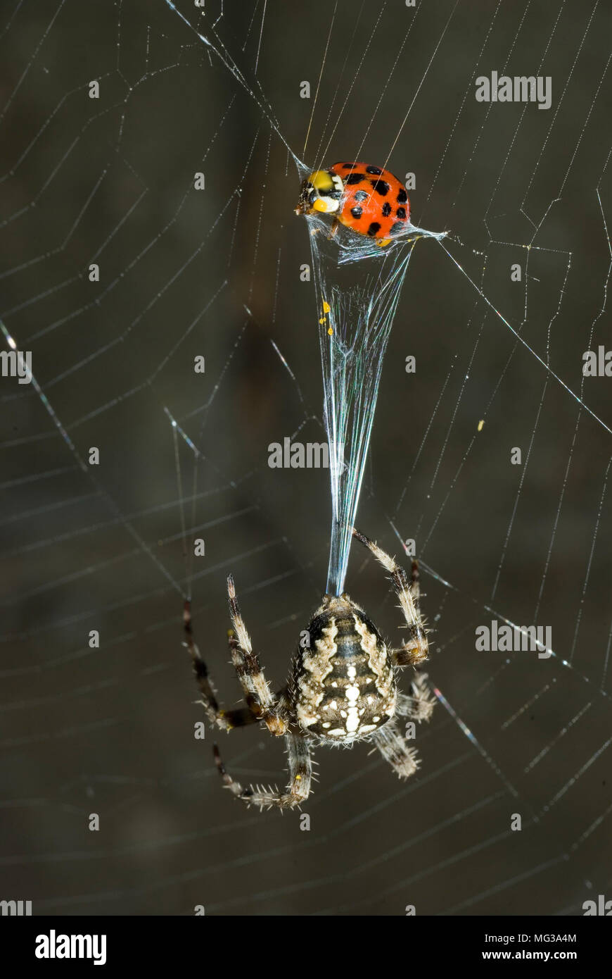 Garden Spider with Prey Stock Photo