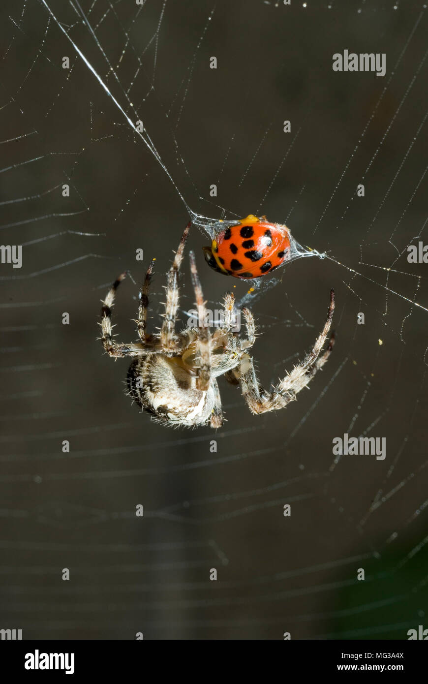 Garden Spider with Prey Stock Photo