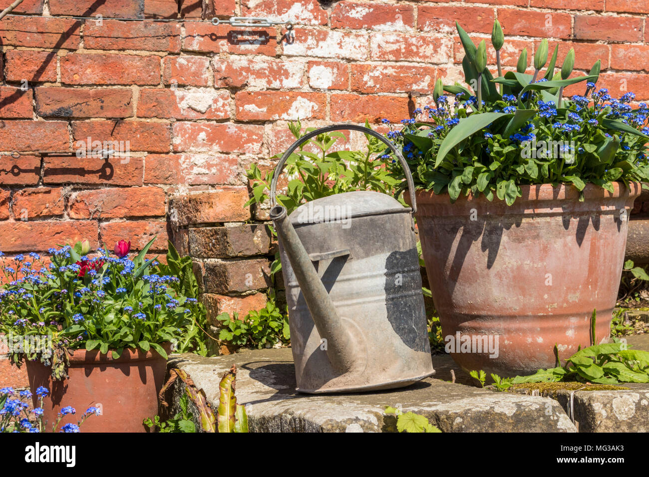 Garden scene with plant pots filled with wild flowers a watering can