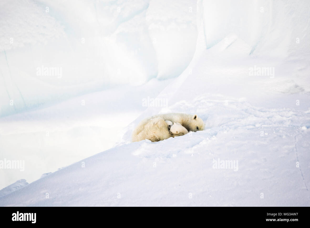 Female Adult Polar Bear And Her Two Cubs On An Iceberg Sitting In The female-adult-polar-bear-and-her-two-cubs-on-an-iceberg-sitting-in-the