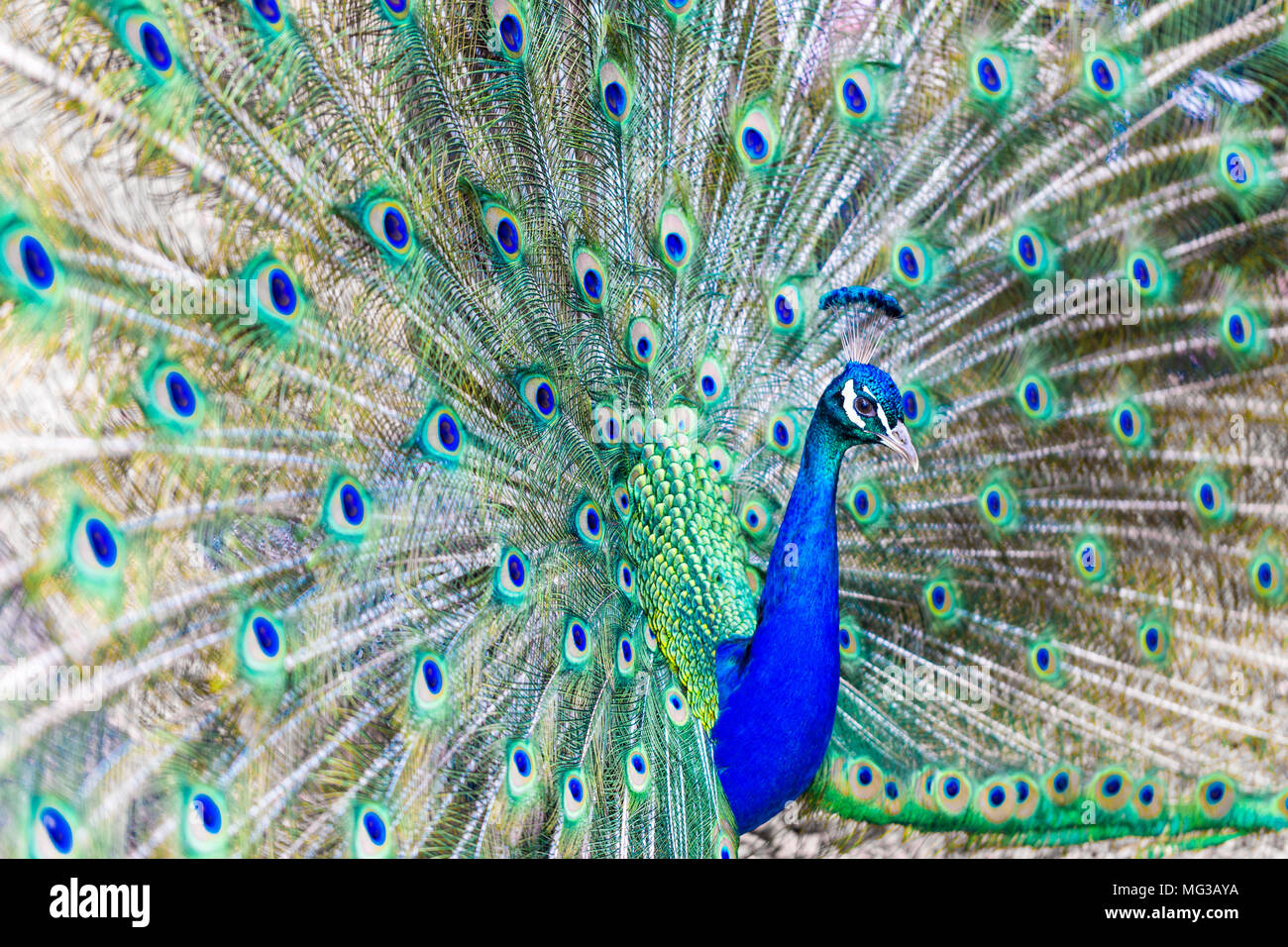 Male Peacock, showing full blue / green feather plumage Stock Photo