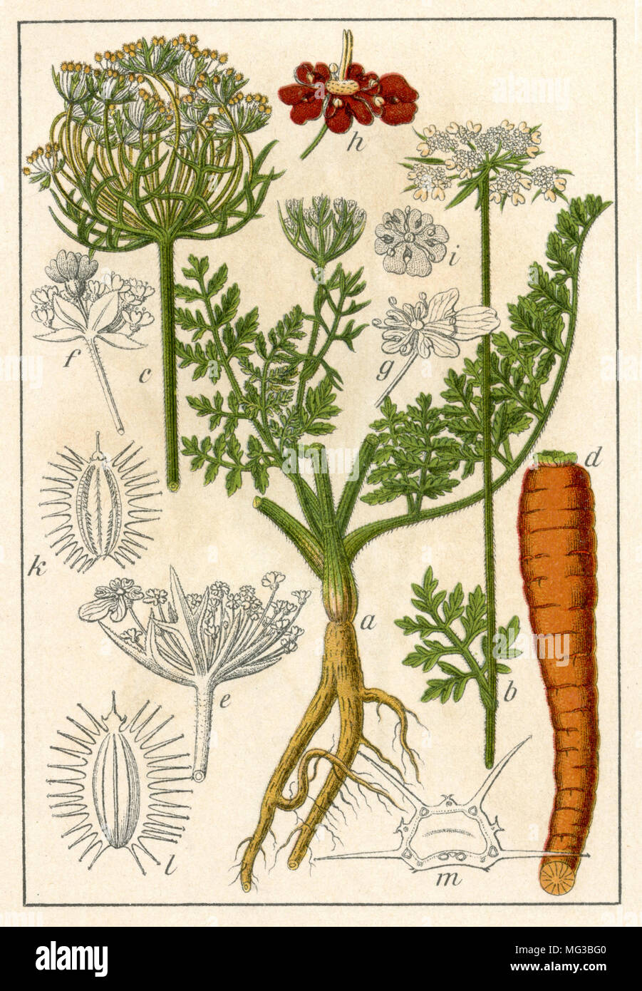 Carrot <Daucus carota> wild carrot; bird's nest; bishop's lace; Queen Anne's lace,    1904 Stock Photo