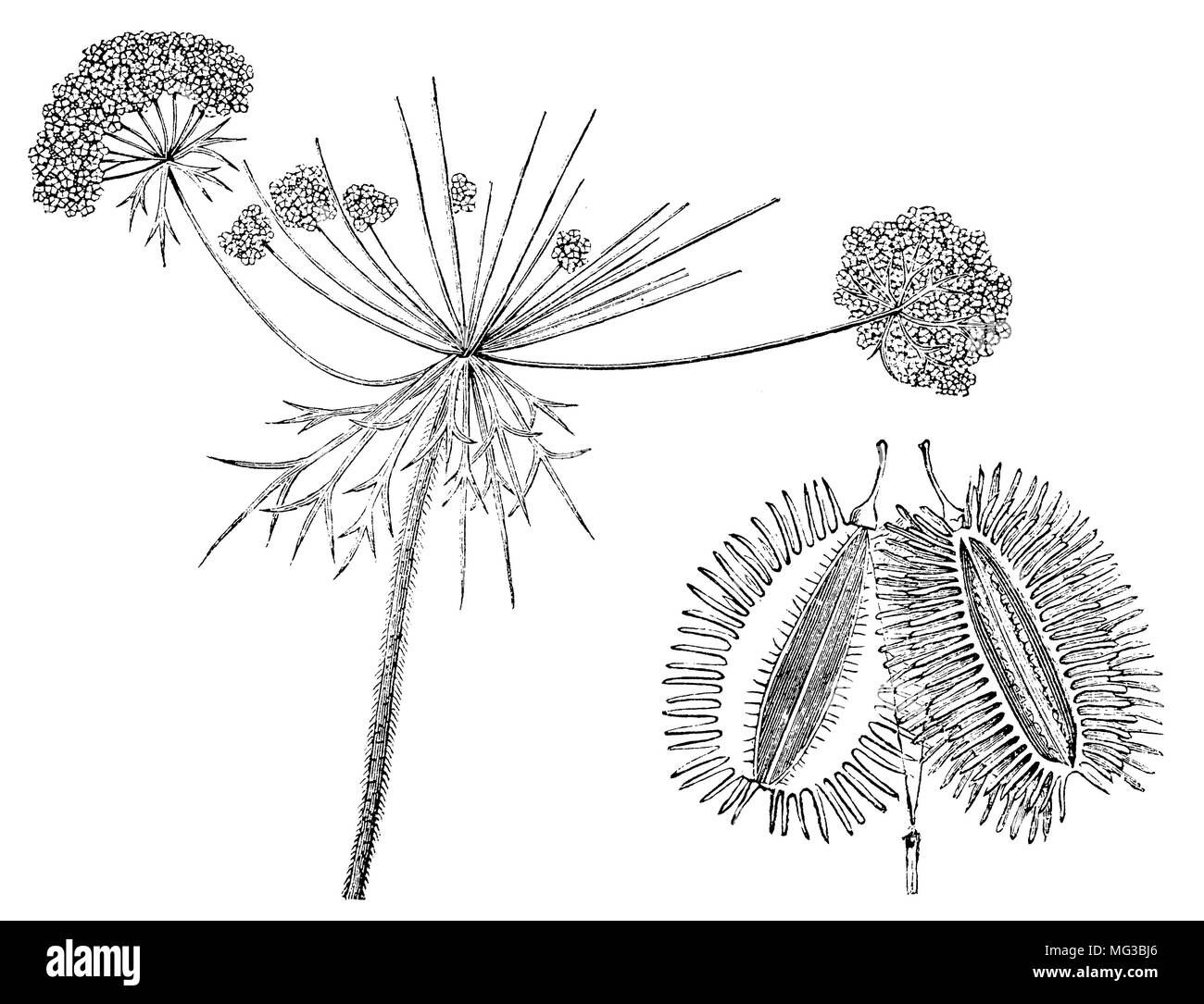 Queen annes lace illustration Black and White Stock Photos \u0026 Images - Alamy, image size:1300x1085