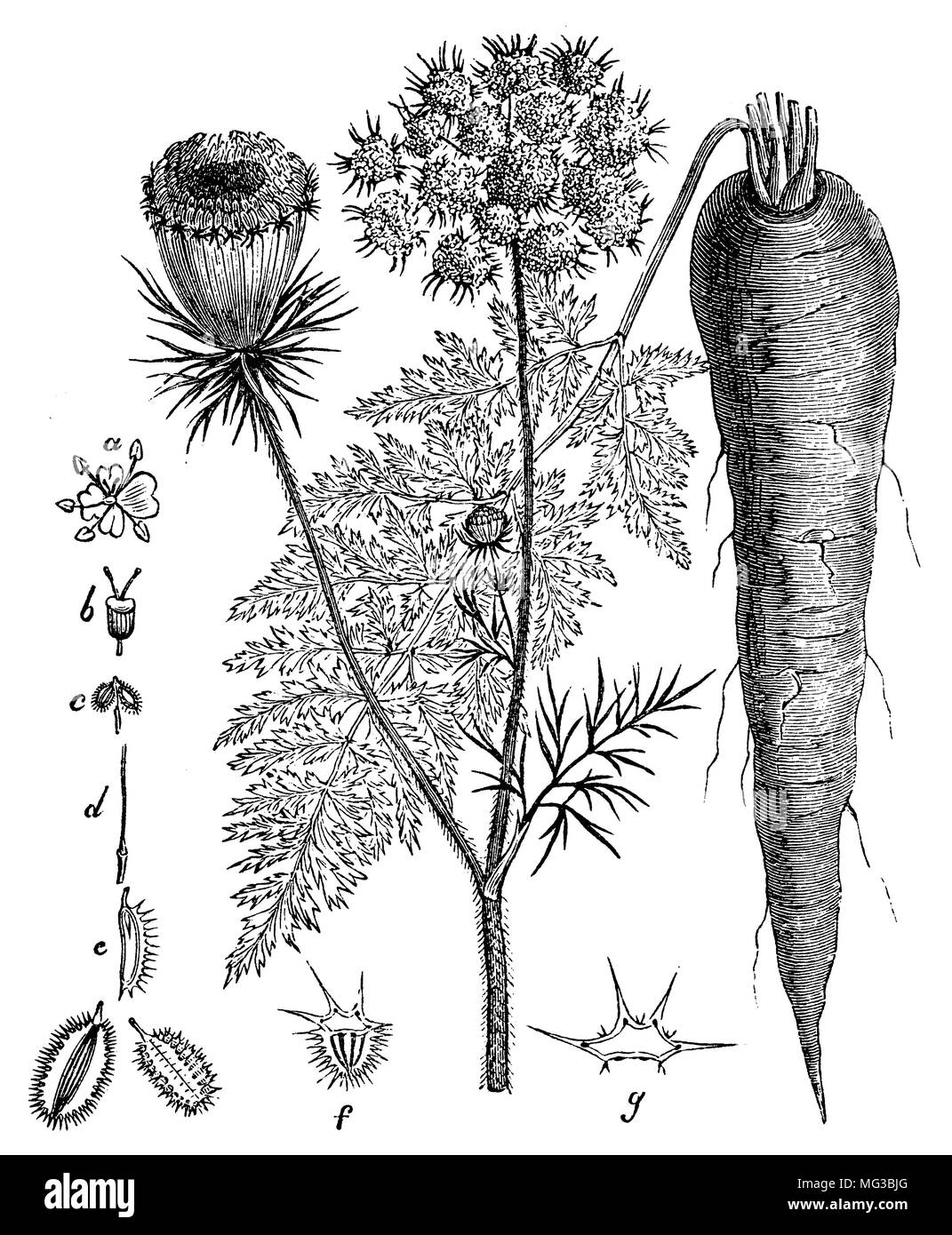 Queen annes lace illustration Black and White Stock Photos \u0026 Images - Alamy, image size:1071x1390