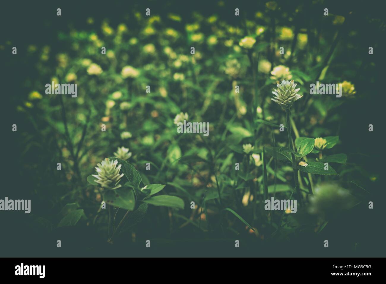 Gomphrena Celosioides  Mart Flower wiht Space for Text in Vintage Style. Stock Photo