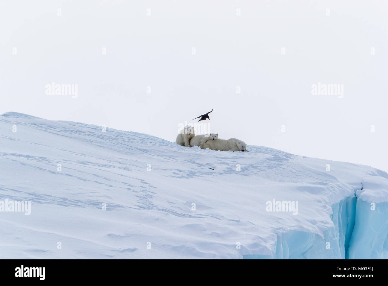 A Raven flies over a mother polar bear and 2 yearling cubs sleeping on an iceberg, Baffin Island, Canada, nunavut, arctic Stock Photo