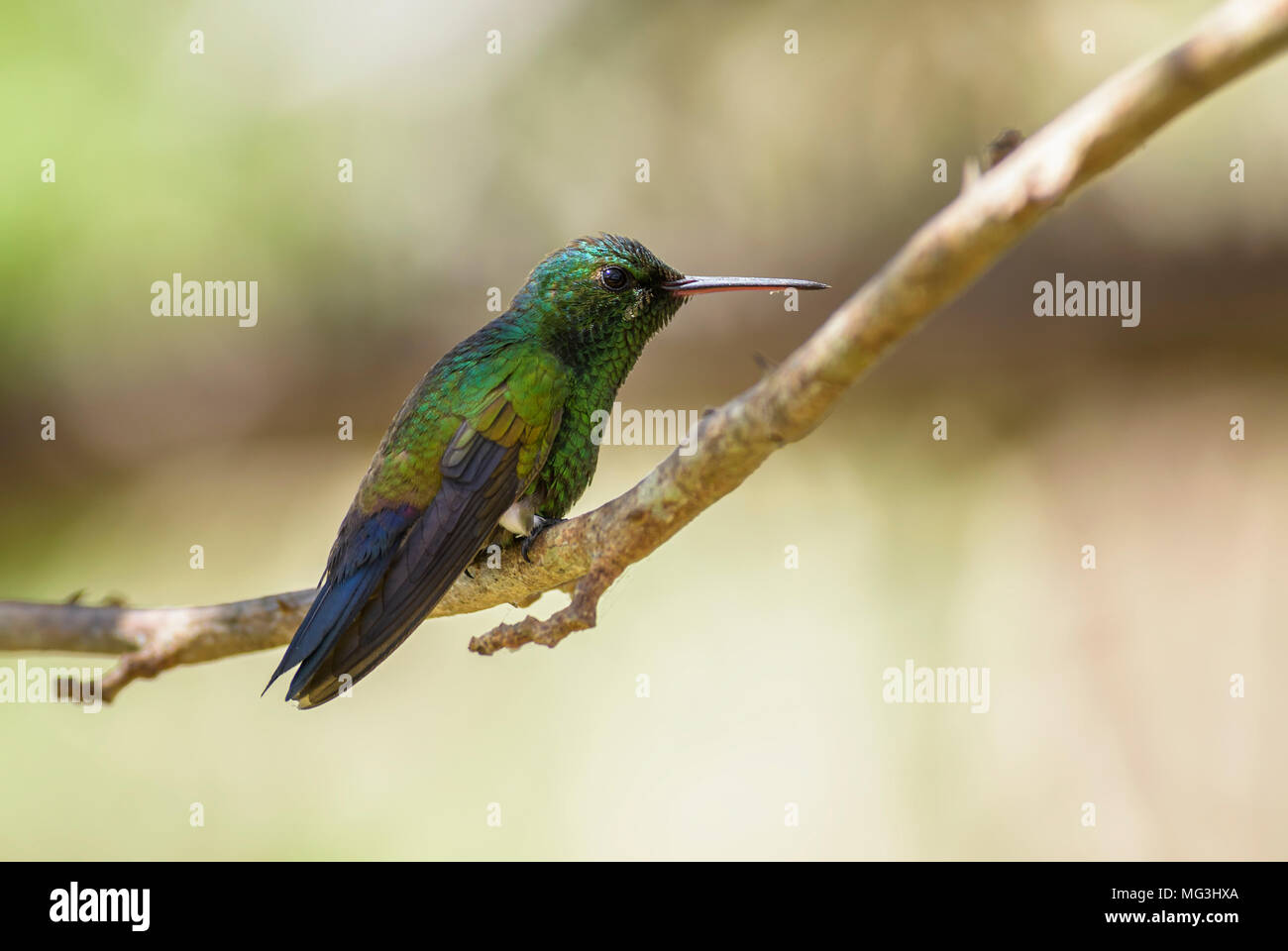 Fork-tailed Emerald - Chlorostilbon canivetii, beautiful green hummingbird from Central America forests, Costa Rica. Stock Photo