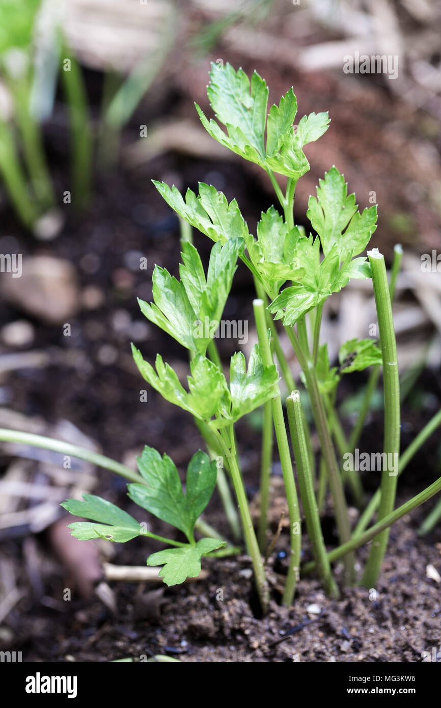 Parsley seedlings hires stock photography and images Alamy