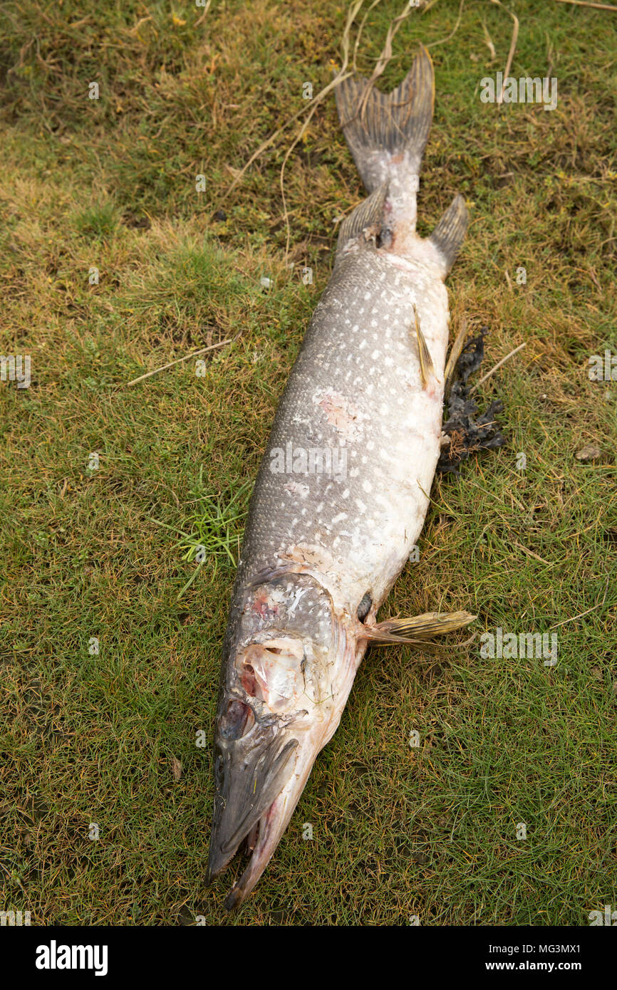 Dead pike hi-res stock photography and images - Alamy