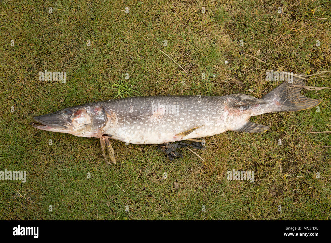 A pike, Esox lucius, found dead on saltmarshes along the estuary of the River Keer near Carnforth Lancashire England UK. Cause of death unknown. Stock Photo