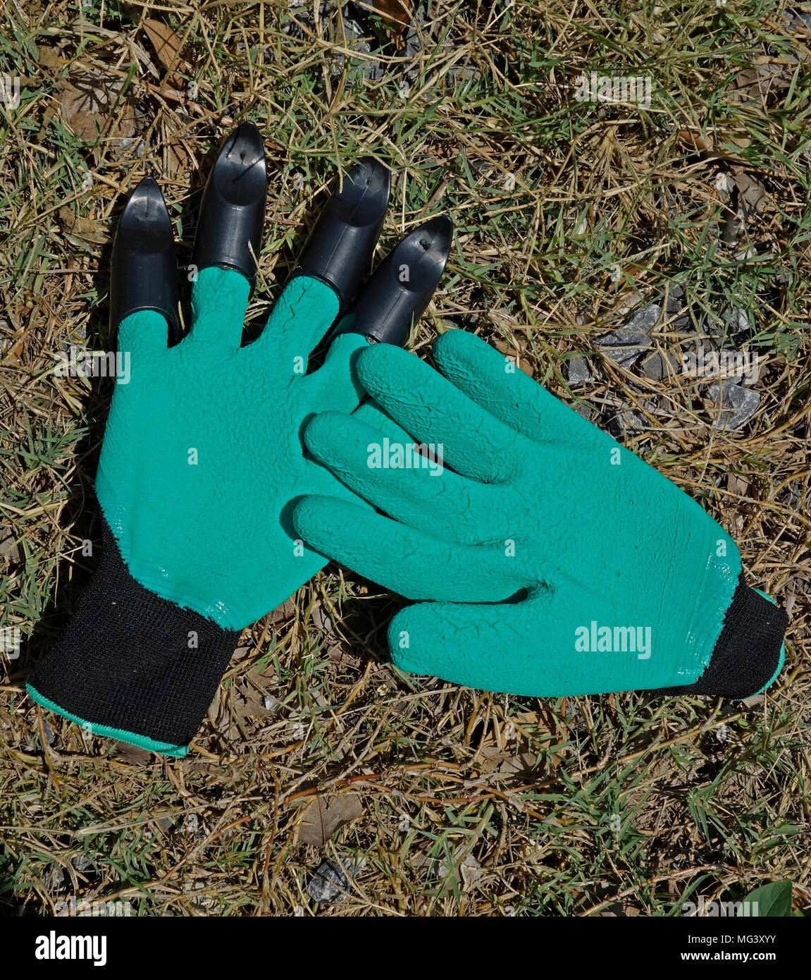 Pair of light green synthetic fabric garden gloves with black elastic wristbands and one glove equipped with claw fingers Stock Photo