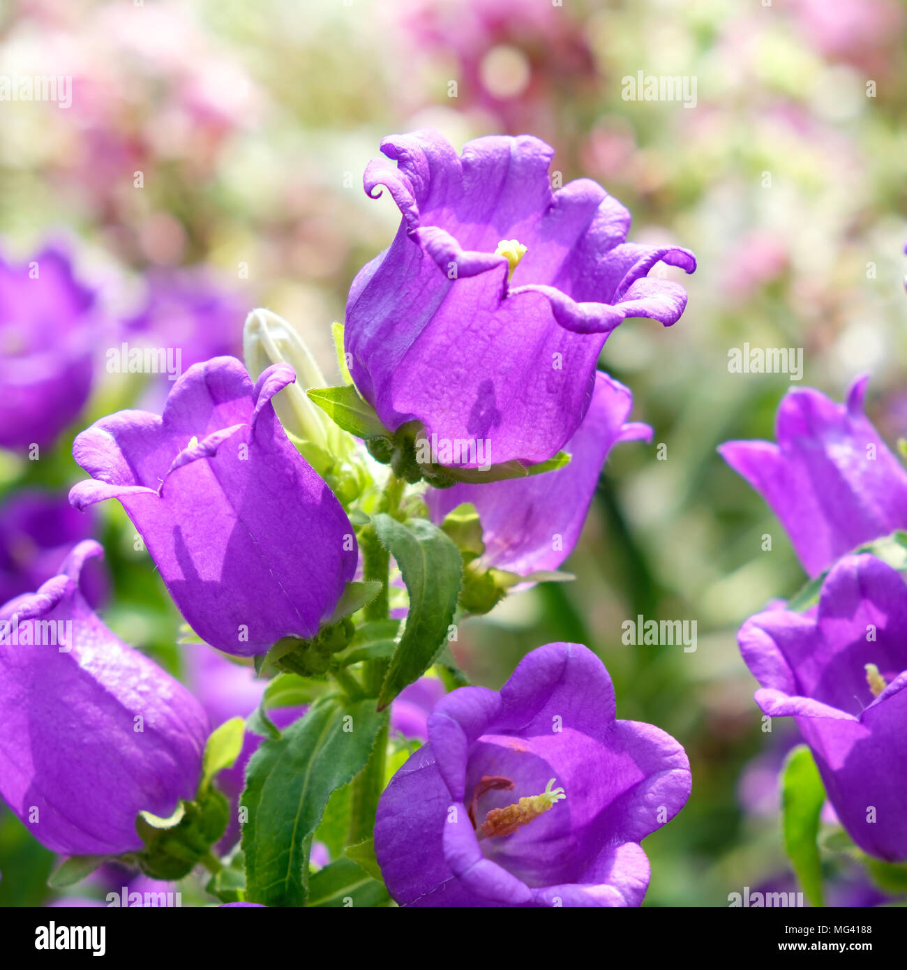 My Image 19