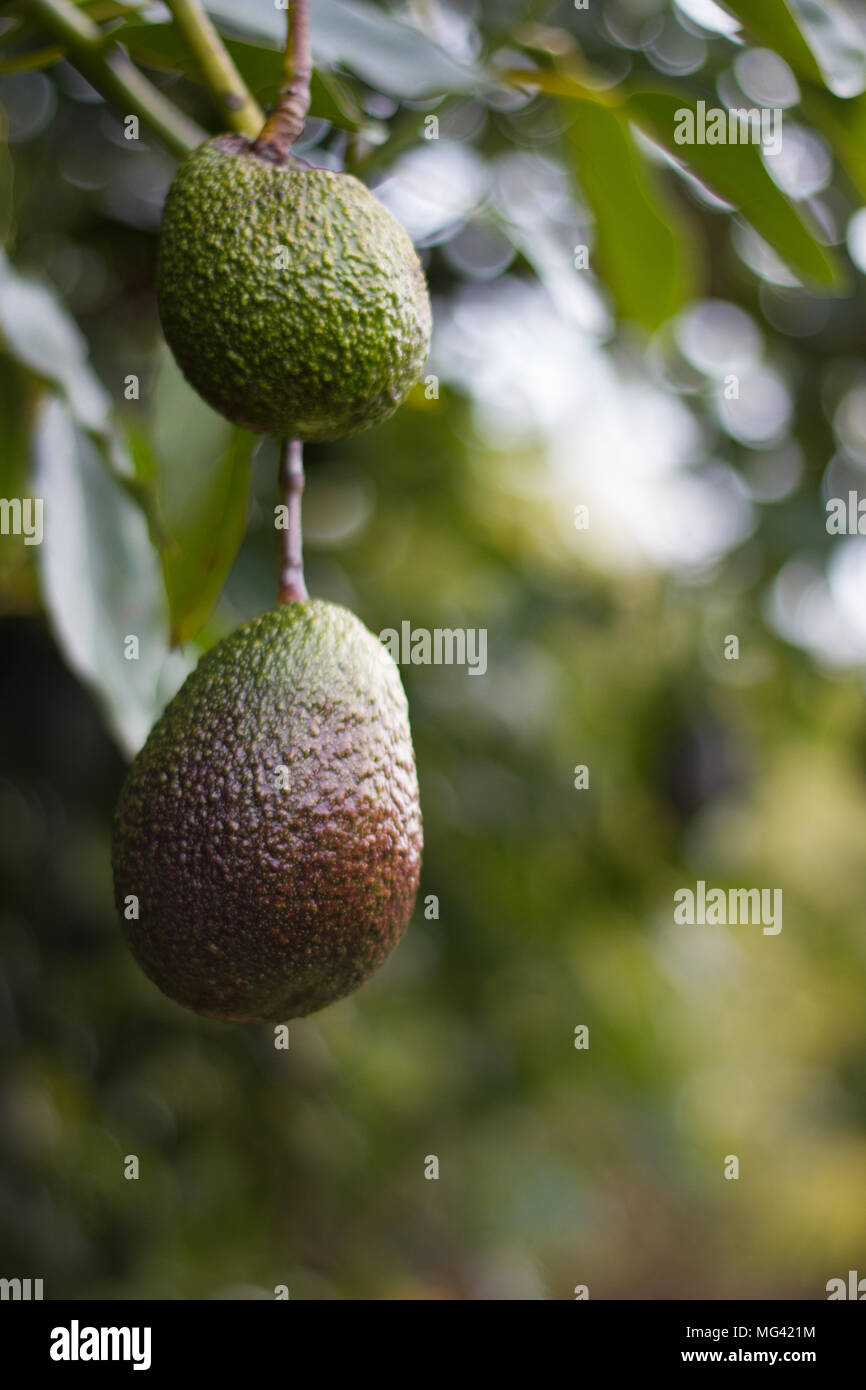 Avocado fruit hanging on the tree before harvest. Stock Photo