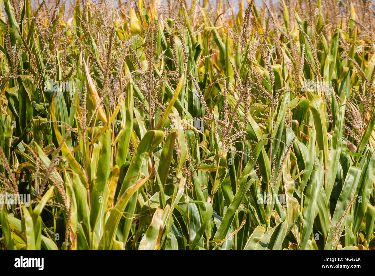 Corn tassels hires stock photography and images Alamy