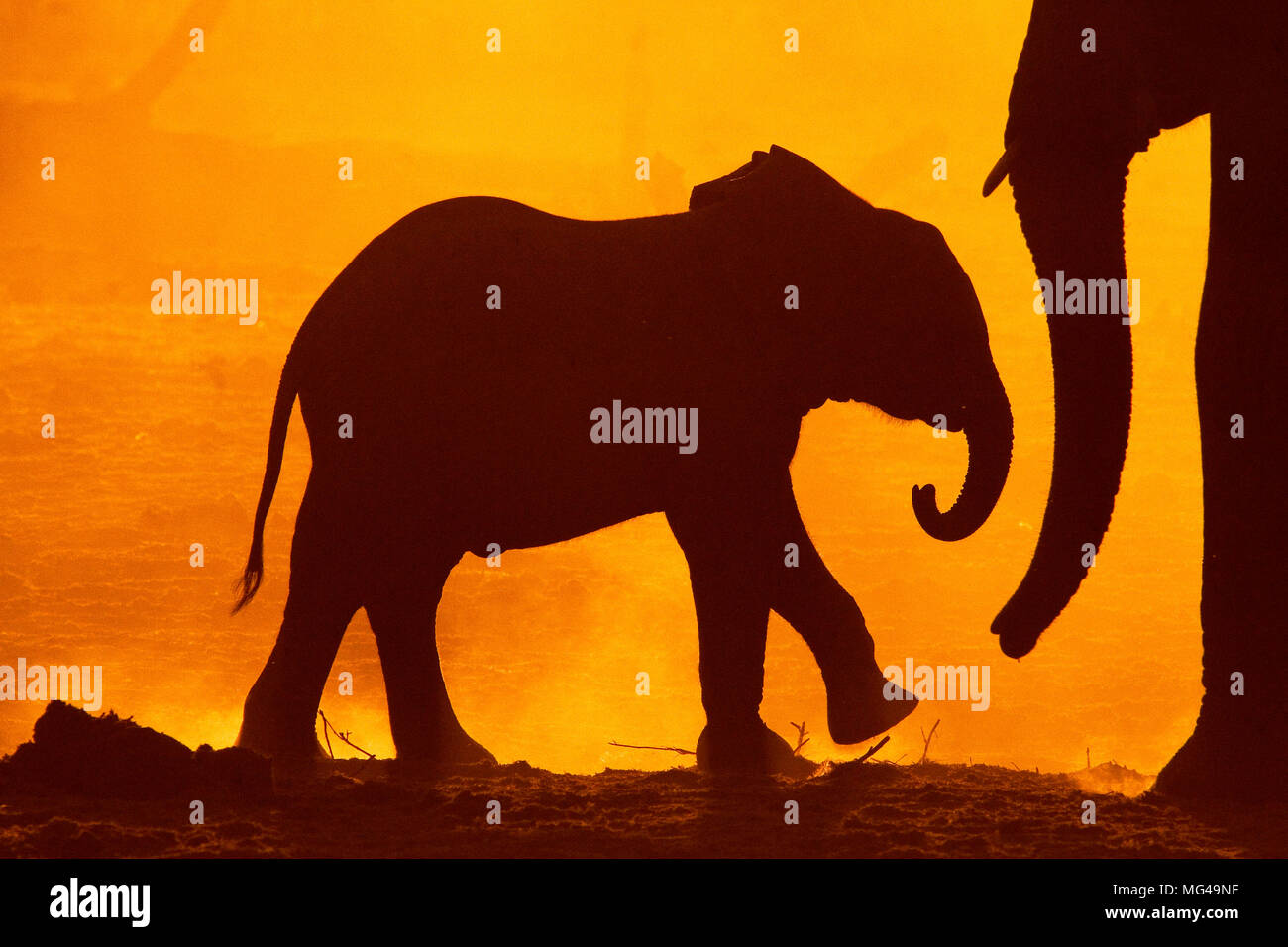 silhouette of baby elephant and mother at dawn Stock Photo