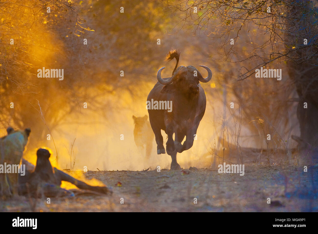 Buffalo charging not bison hi-res stock photography and images - Alamy