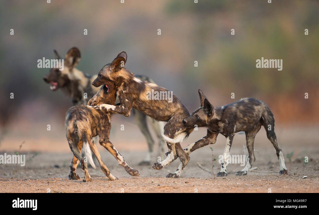 african wild dog pups fighting